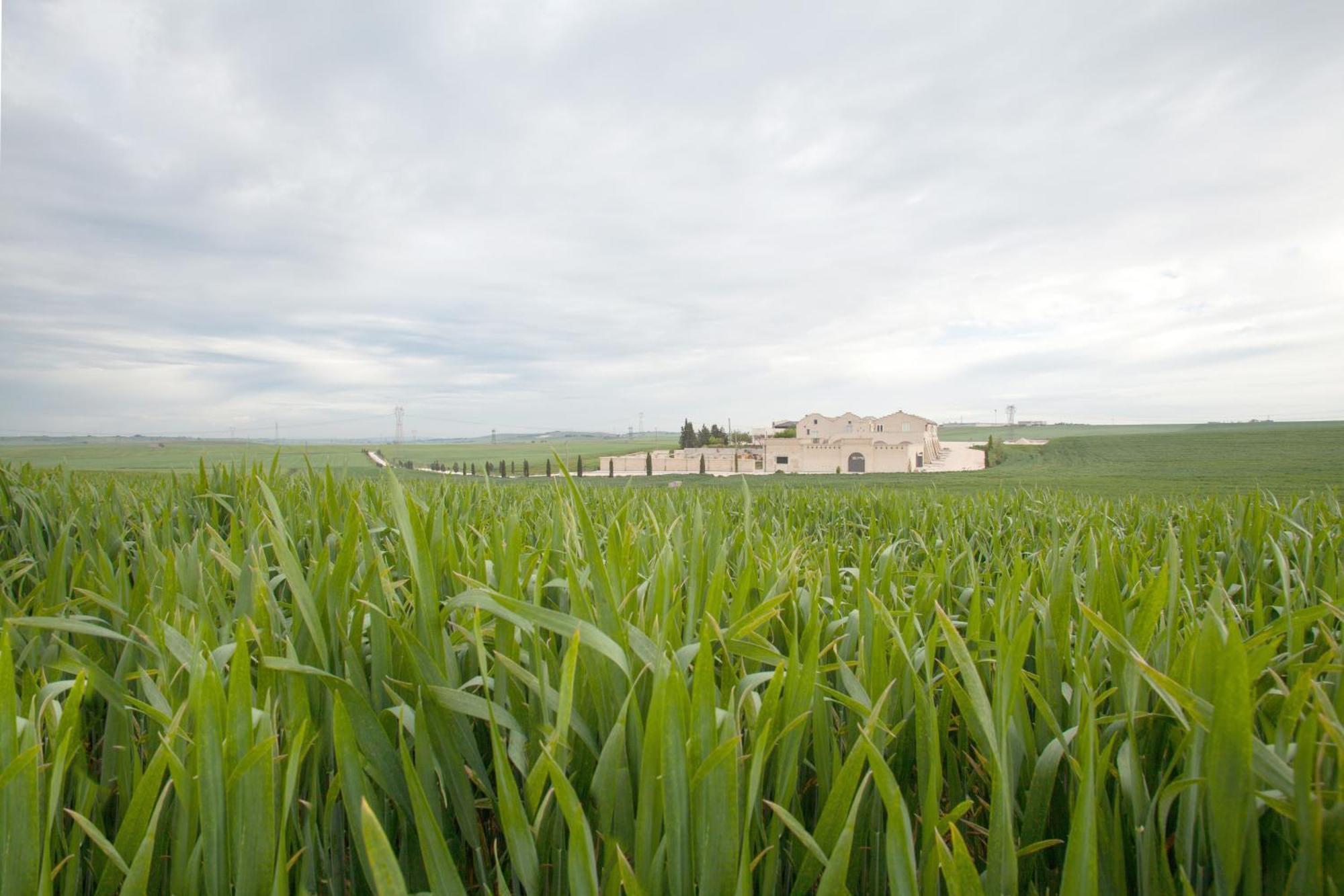 Tenuta Danesi - Camere - Appartamenti - Bubble Room Matera Exteriér fotografie